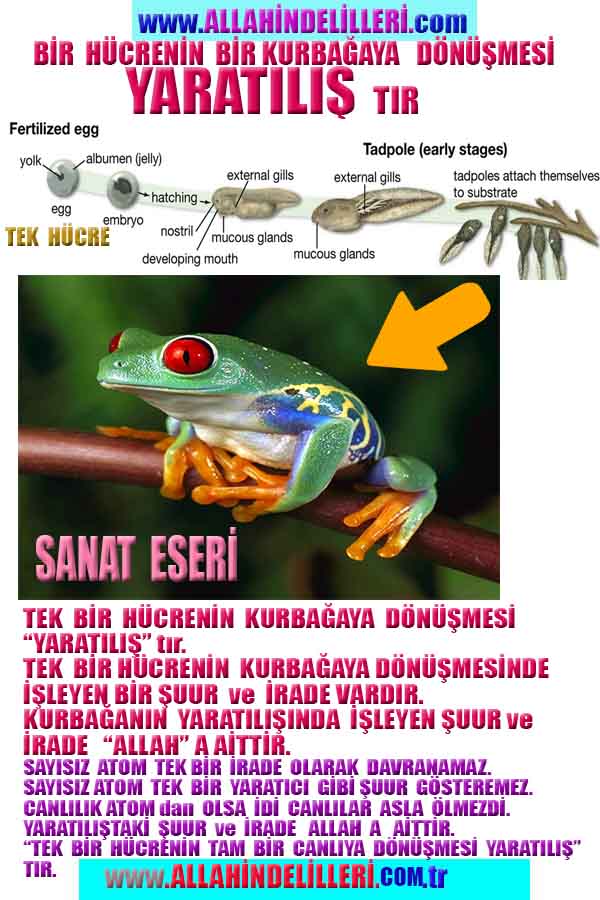 Resim 6