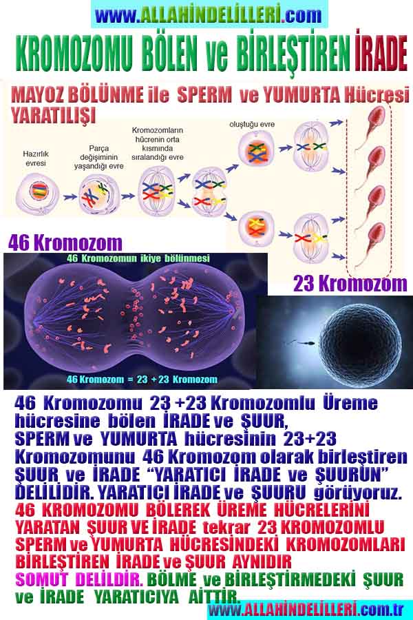 Resim 10